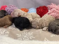 COMET, a male Miniature Goldendoodle for sale in Hastings, MI – Photo 7 of 10