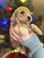 COMET, a male Miniature Goldendoodle for sale in Hastings, MI – Photo 10 of 10
