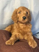 Scotti Biscotti-Red Boy, a male Goldendoodle and Miniature Goldendoodle for sale in Hastings, MI – 2 of 5