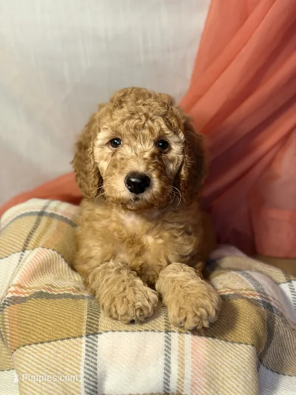 Blueberry- Cream Girl – Goldendoodle, Miniature Goldendoodle puppy for sale in Hastings, MI