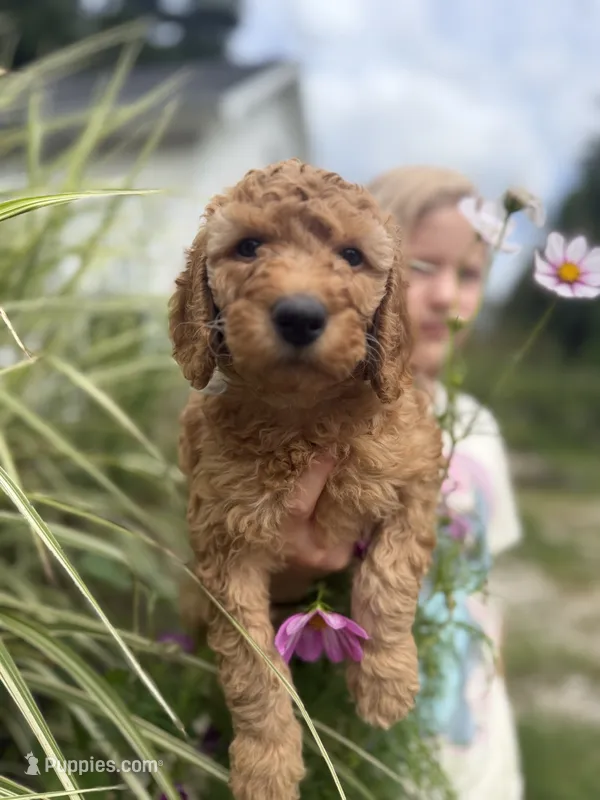 Blueberry- Cream Girl – Goldendoodle, Miniature Goldendoodle puppy for sale in Hastings, MI