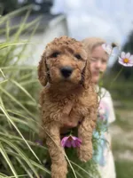 Blueberry- Cream Girl, a female Goldendoodle and Miniature Goldendoodle for sale in Hastings, MI – 1 of 4
