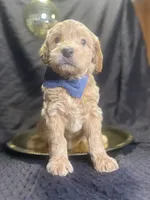BLITZEN, a male Miniature Goldendoodle for sale in Hastings, MI – Photo 8 of 10