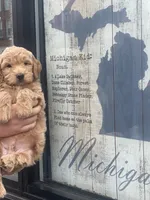 BLITZEN, a male Miniature Goldendoodle for sale in Hastings, MI – Photo 7 of 10