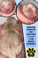 BLITZEN, a male Miniature Goldendoodle for sale in Hastings, MI – Photo 10 of 10