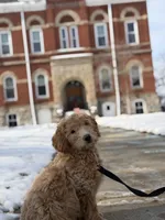 BLITZEN, a male Miniature Goldendoodle for sale in Hastings, MI – Photo 3 of 10