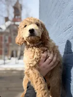 BLITZEN, a male Miniature Goldendoodle for sale in Hastings, MI – Photo 2 of 10