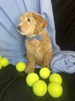 BLITZEN, a male Miniature Goldendoodle for sale in Hastings, MI – Photo 5 of 10
