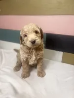 BLITZEN, a male Miniature Goldendoodle for sale in Hastings, MI – Photo 9 of 10