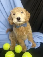 BLITZEN, a male Miniature Goldendoodle for sale in Hastings, MI – Photo 6 of 10