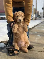 BLITZEN, a male Miniature Goldendoodle for sale in Hastings, MI – Photo 1 of 10