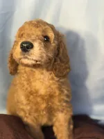 Nugget- Nugs- Blue Boy, a male Goldendoodle and Miniature Goldendoodle for sale in Hastings, MI – 6 of 8