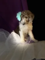 CLARA, a female Goldendoodle for sale in Hastings, MI – Photo 4 of 10