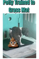 CLARA, a female Goldendoodle for sale in Hastings, MI – Photo 9 of 10