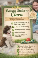 CLARA, a female Goldendoodle for sale in Hastings, MI – Photo 5 of 10