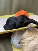 MOSES-Price DROP, a male Goldendoodle for sale in Hastings, MI – Photo 8 of 8