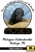 MOSES-Price DROP, a male Goldendoodle for sale in Hastings, MI – Photo 6 of 8