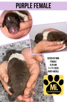 CLARA, a female Goldendoodle for sale in Hastings, MI – Photo 10 of 10