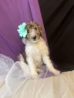 CLARA, a female Goldendoodle for sale in Hastings, MI – Photo 6 of 10