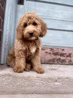 OAKEN-READY NOW!, a male Miniature Goldendoodle for sale in Hastings, MI – Photo 3 of 4