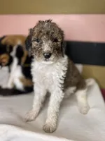 CLARA, a female Goldendoodle for sale in Hastings, MI – Photo 8 of 10