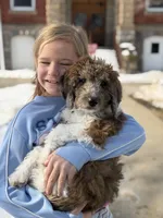 CLARA, a female Goldendoodle for sale in Hastings, MI – Photo 3 of 10