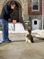 CLARA, a female Goldendoodle for sale in Hastings, MI – Photo 2 of 10