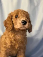Nugget- Nugs- Blue Boy, a male Goldendoodle and Miniature Goldendoodle for sale in Hastings, MI – 5 of 8