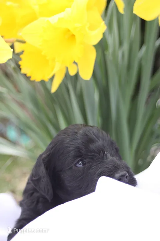 HULA – Miniature Goldendoodle puppy for sale in Hastings, MI