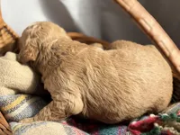 SALSA, a male Miniature Goldendoodle for sale in Hastings, MI – 4 of 9