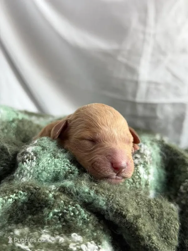 SALSA – Miniature Goldendoodle puppy for sale in Hastings, MI