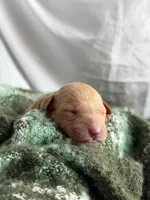 SALSA, a male Miniature Goldendoodle for sale in Hastings, MI – Photo 1 of 2