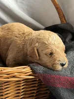 SALSA, a male Miniature Goldendoodle for sale in Hastings, MI – 6 of 9