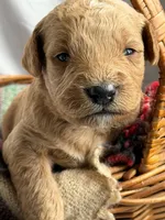 SALSA, a male Miniature Goldendoodle for sale in Hastings, MI – 3 of 9