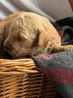 SALSA, a male Miniature Goldendoodle for sale in Hastings, MI – 8 of 9