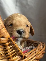 SALSA, a male Miniature Goldendoodle for sale in Hastings, MI – 7 of 9