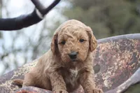 SALSA, a male Miniature Goldendoodle for sale in Hastings, MI – 1 of 9