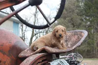 SALSA, a male Miniature Goldendoodle for sale in Hastings, MI – 2 of 9