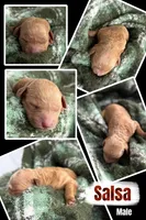 SALSA, a male Miniature Goldendoodle for sale in Hastings, MI – Photo 2 of 2