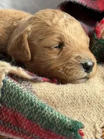 SALSA, a male Miniature Goldendoodle for sale in Hastings, MI – 9 of 9