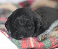 HUMBLE (black w/markings), a male Goldendoodle for sale in Hastings, MI – Photo 3 of 10