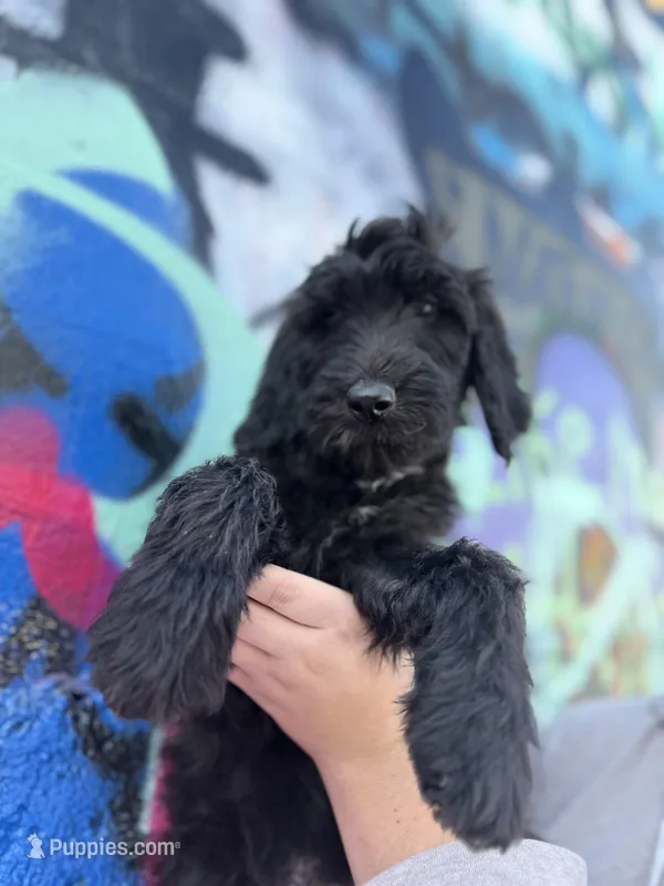 HUMBLE (black w/markings) – Goldendoodle puppy for sale in Hastings, MI