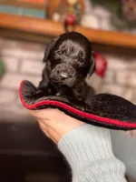 HUMBLE (black w/markings), a male Goldendoodle for sale in Hastings, MI – Photo 10 of 10
