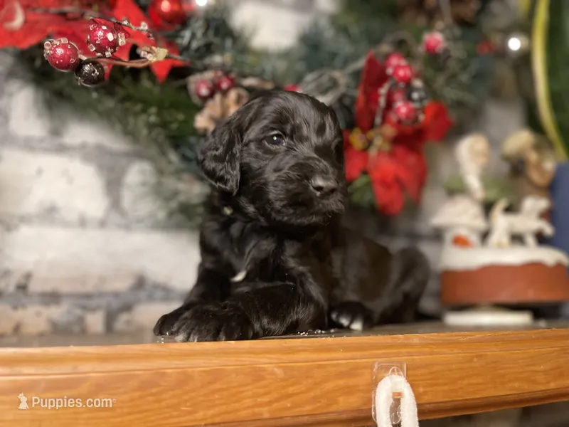 HUMBLE (black w/markings)