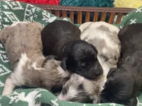 HUMBLE (black w/markings), a male Goldendoodle for sale in Hastings, MI – Photo 5 of 10