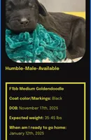 HUMBLE (black w/markings), a male Goldendoodle for sale in Hastings, MI – Photo 4 of 10