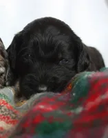 HUMBLE (black w/markings), a male Goldendoodle for sale in Hastings, MI – Photo 2 of 10