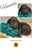 HUMBLE (black w/markings), a male Goldendoodle for sale in Hastings, MI – Photo 6 of 10