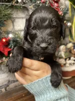 HUMBLE (black w/markings), a male Goldendoodle for sale in Hastings, MI – Photo 9 of 10