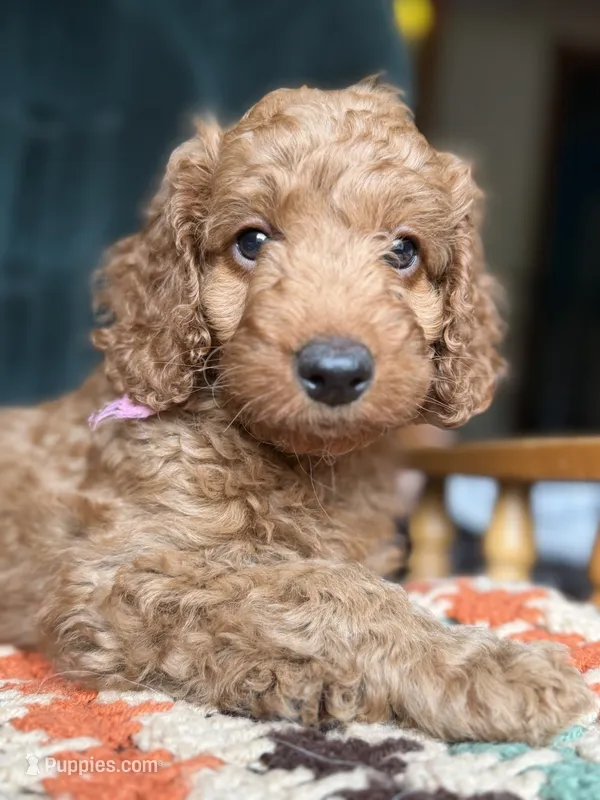 Strawberry - PINK GIRL – Goldendoodle, Miniature Goldendoodle puppy for sale in Hastings, MI